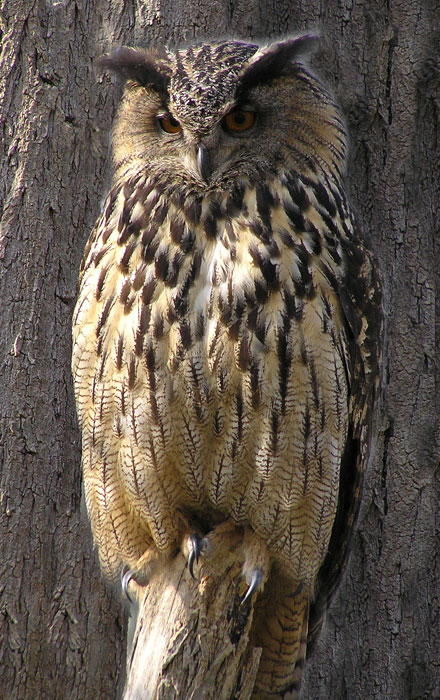 Uhu, Bubo bubo